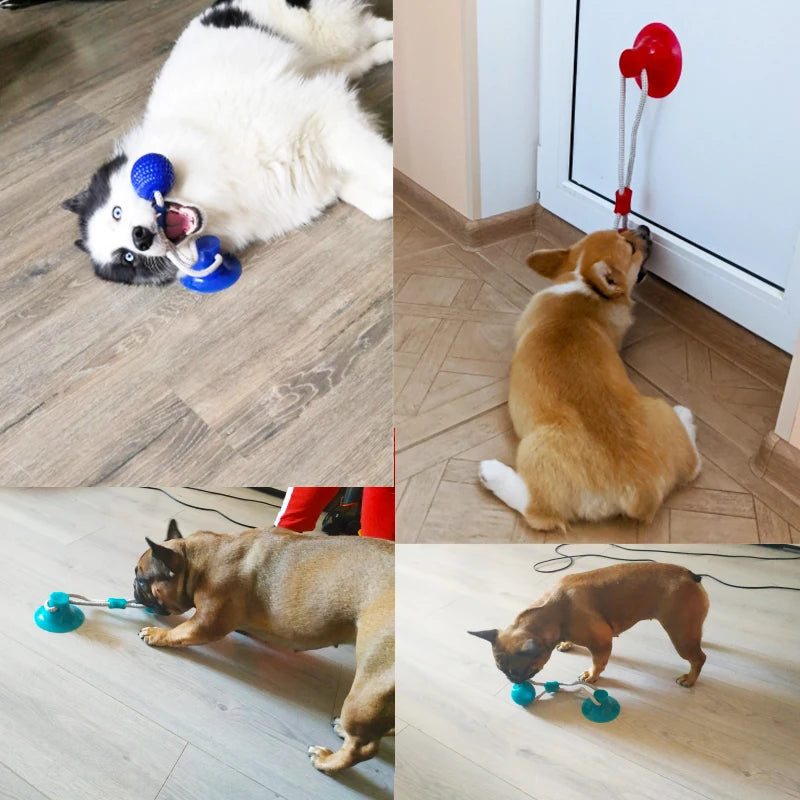 Dogs playing with interactive suction cup TPR ball tug toys for dental cleaning and chewing fun on indoor floors.