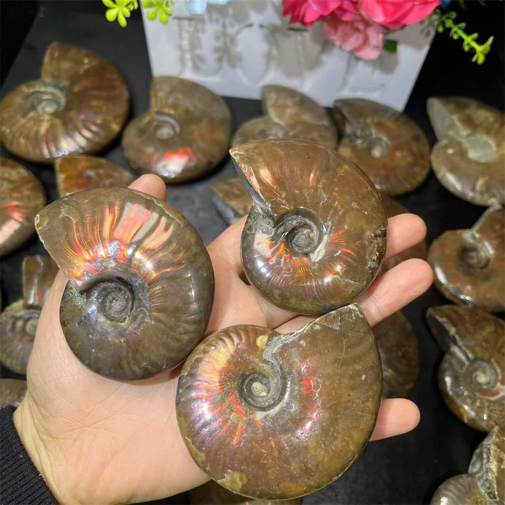 Wholesale Semi-Precious Stone Ammolite Natural Healing Quartz Crystal Ammonite Stone for Decoration