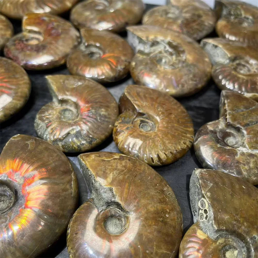 Wholesale Semi-Precious Stone Ammolite Natural Healing Quartz Crystal Ammonite Stone for Decoration