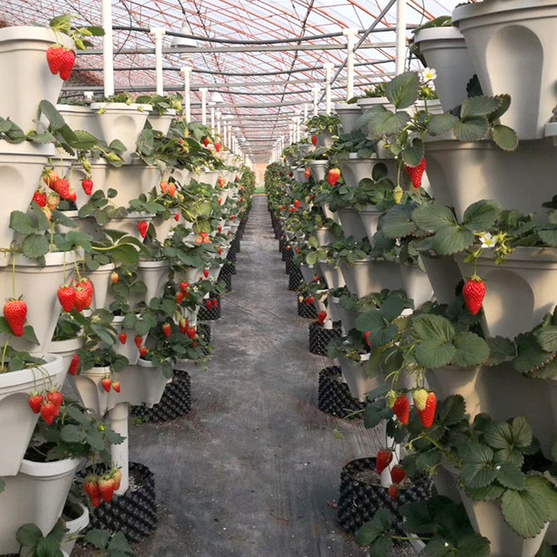 Greenhouse stackable vertical planters with white pots and strawberry plants