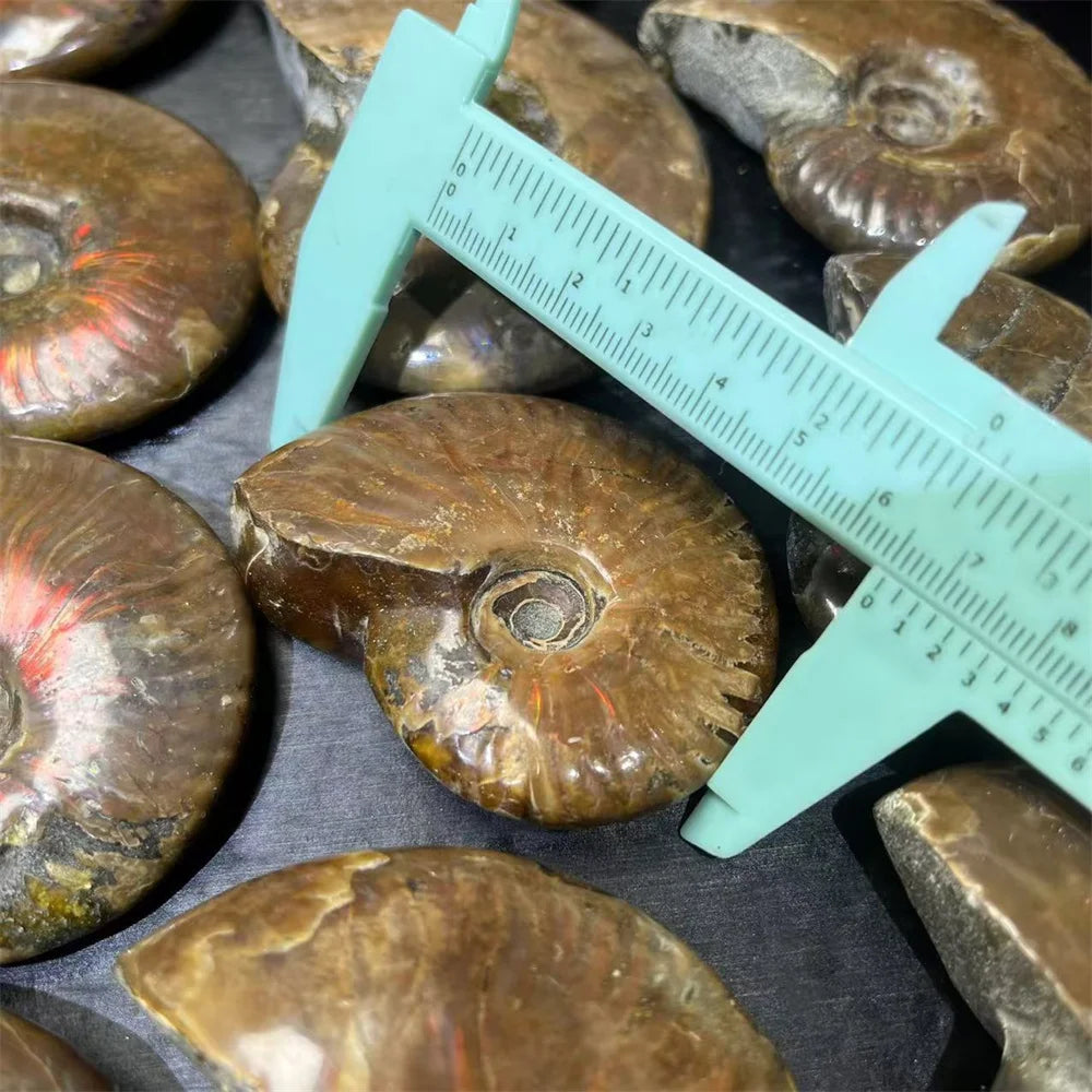 Wholesale Semi-Precious Stone Ammolite Natural Healing Quartz Crystal Ammonite Stone for Decoration
