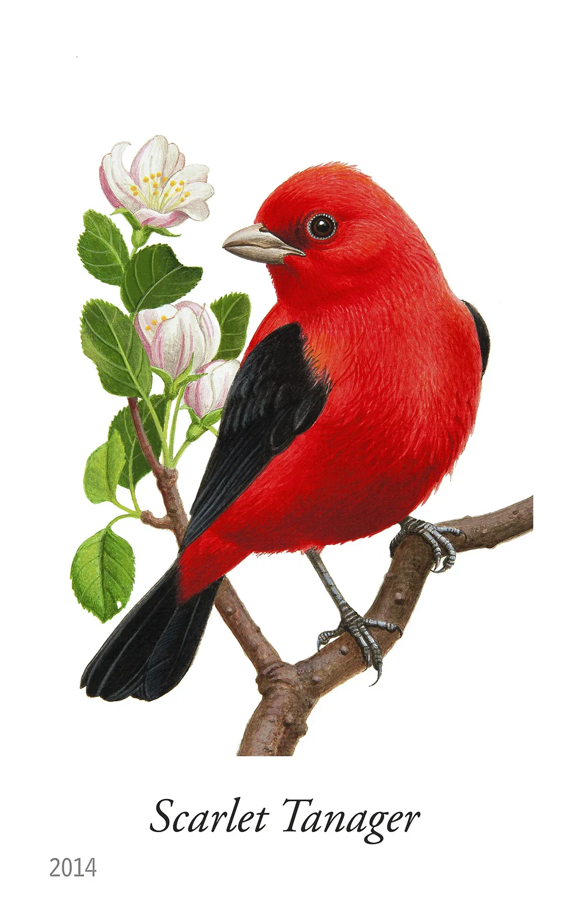 Self-adhesive Scarlet Tanager bird stamp on twig with blossoms, perforated edges