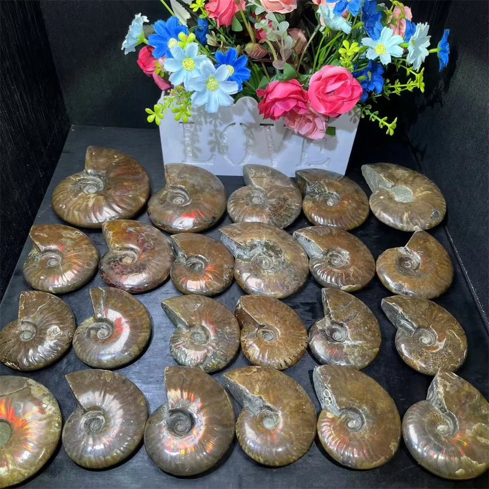 Wholesale Semi-Precious Stone Ammolite Natural Healing Quartz Crystal Ammonite Stone for Decoration