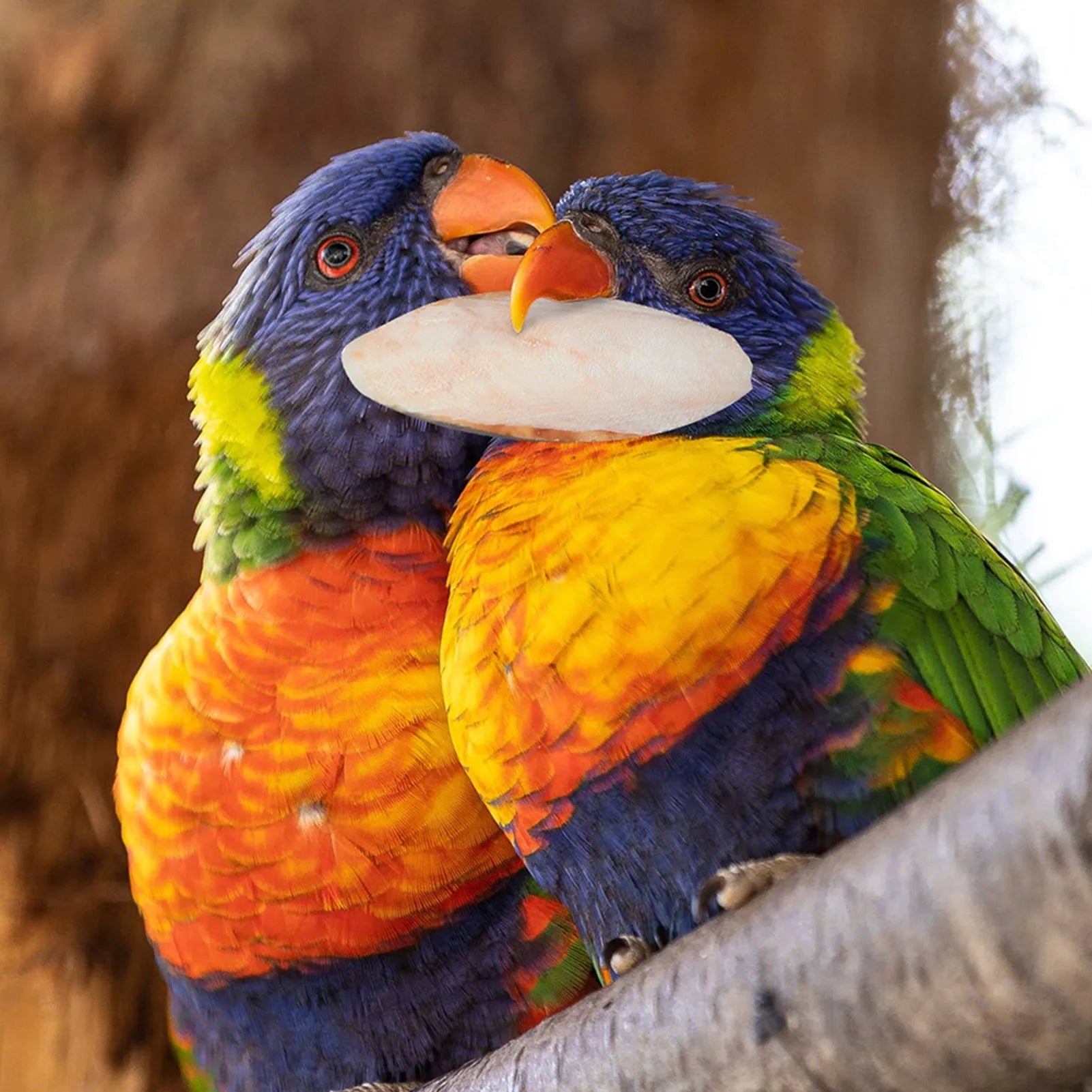 Two colorful parrots chewing on a natural white cuttlebone, a healthy calcium bird toy for beak health and enrichment.