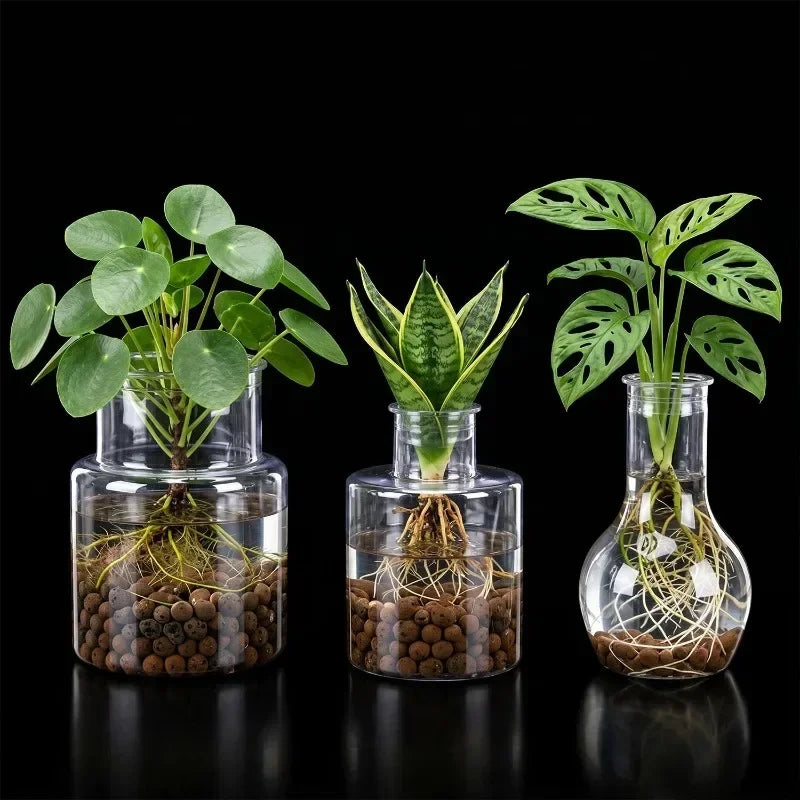 Clear glass hydroponic flower pot set with green plants and brown growing media