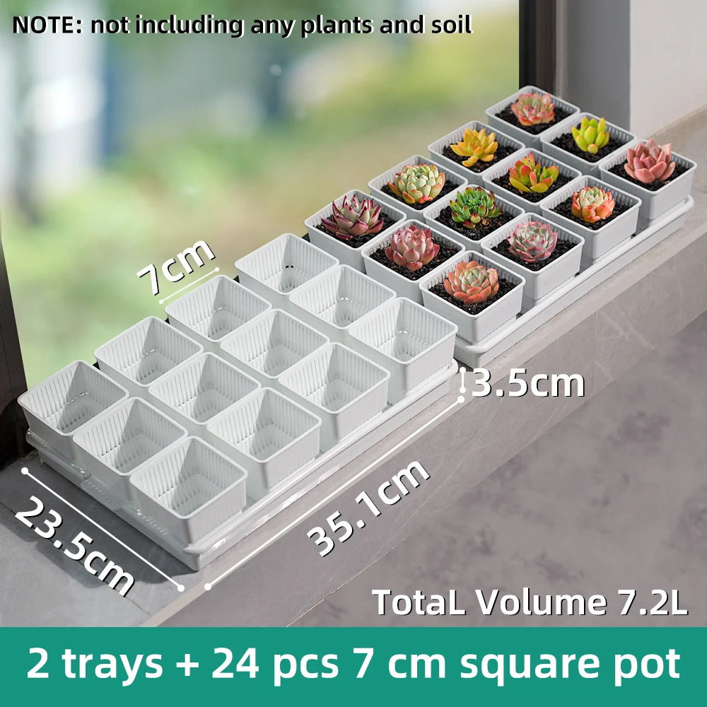Two white trays with 7 cm square plastic succulent pots, 24 planters in a grid.