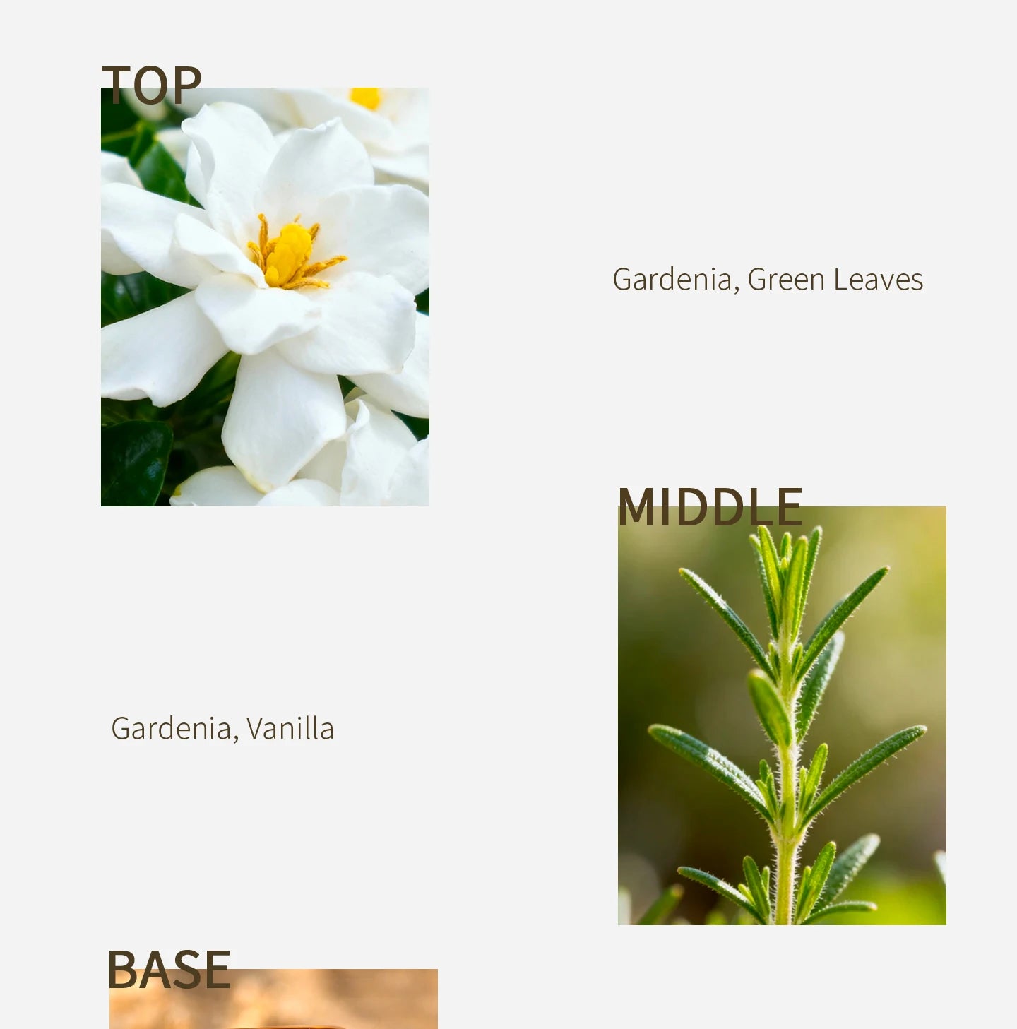 Fresh white gardenia petals and green herbs scent profile for Pure Gardenia niche floral women's perfume.