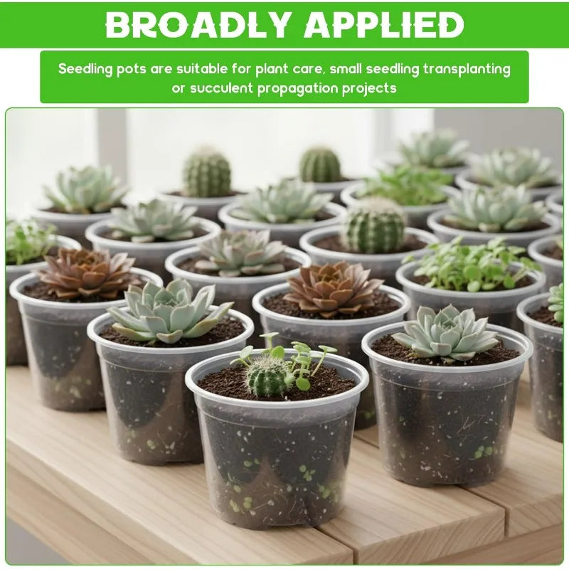 Transparent plastic nursery cups filled with soil, each holding a small succulent seedling