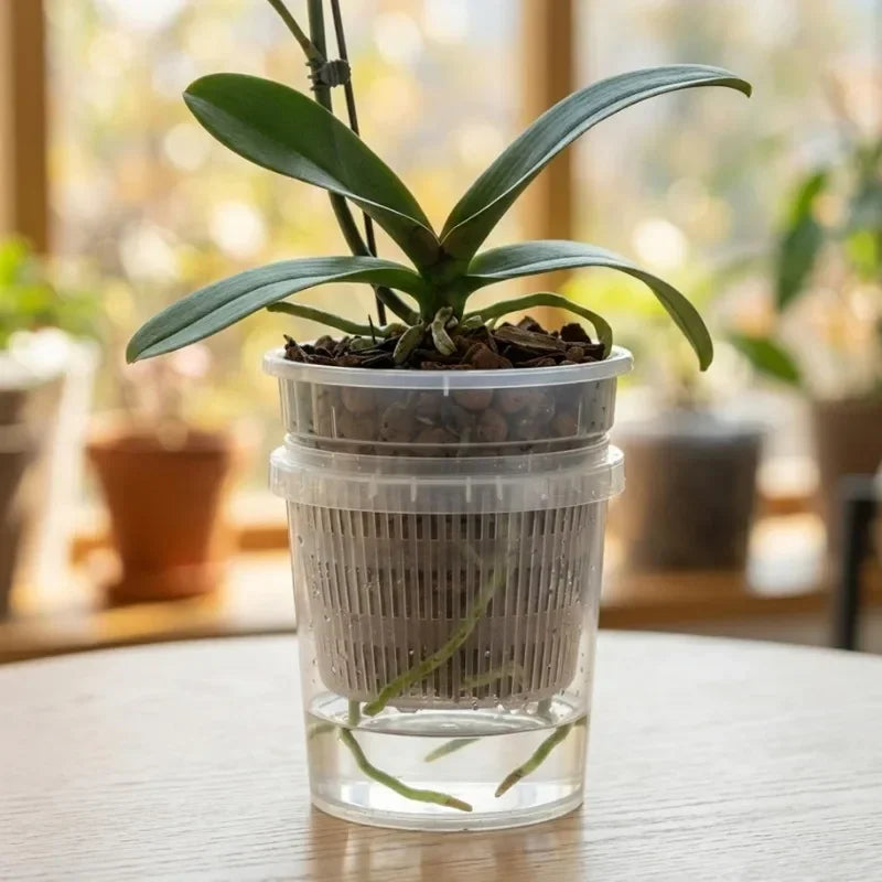 Clear orchid hydroponic pot with inner mesh basket and outer self-watering cup