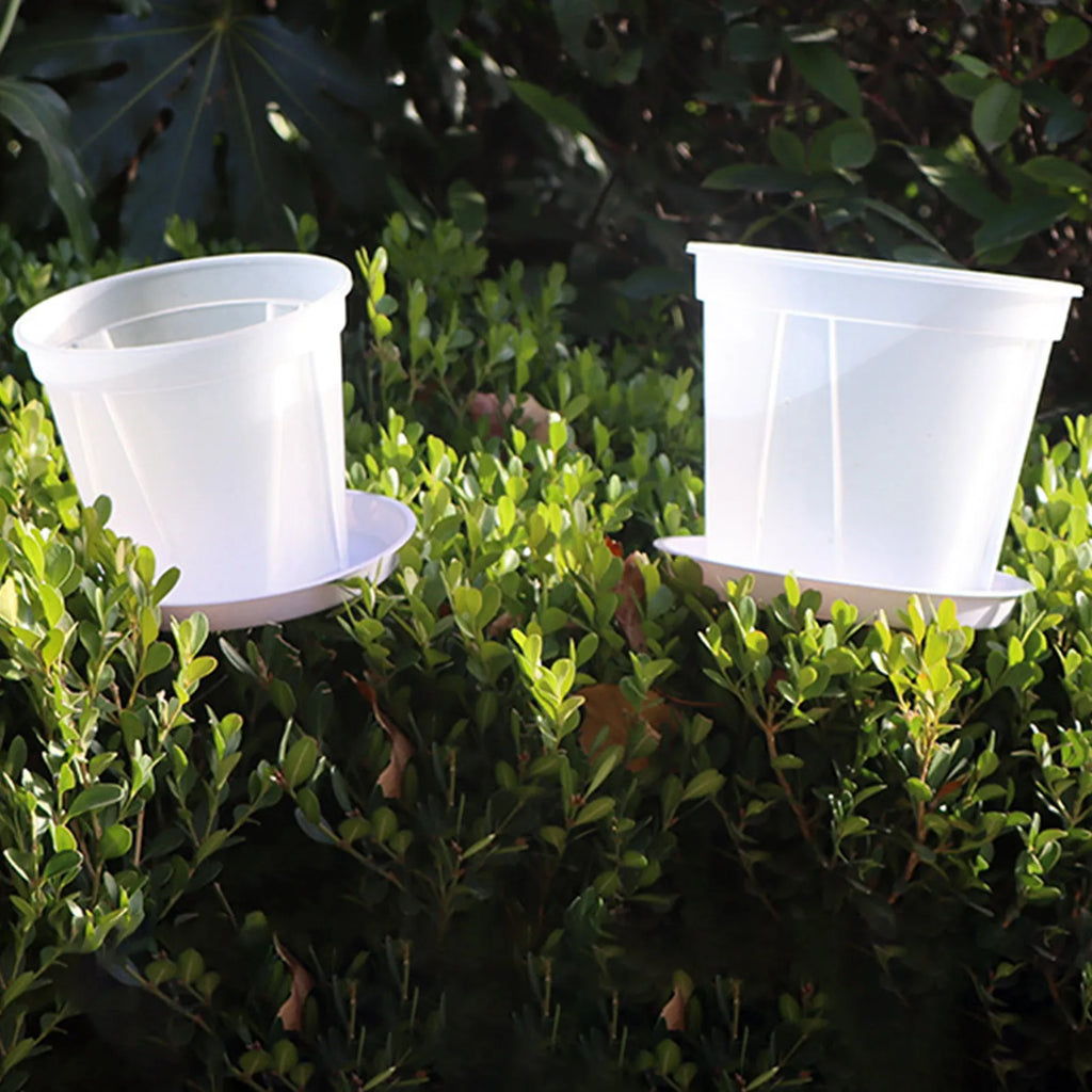 Two white round resin planters partially filled among leafy groundcover