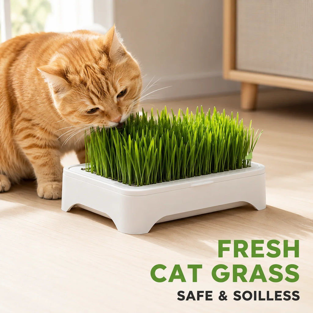 White cat grass planter box filled with dense green wheat grass
