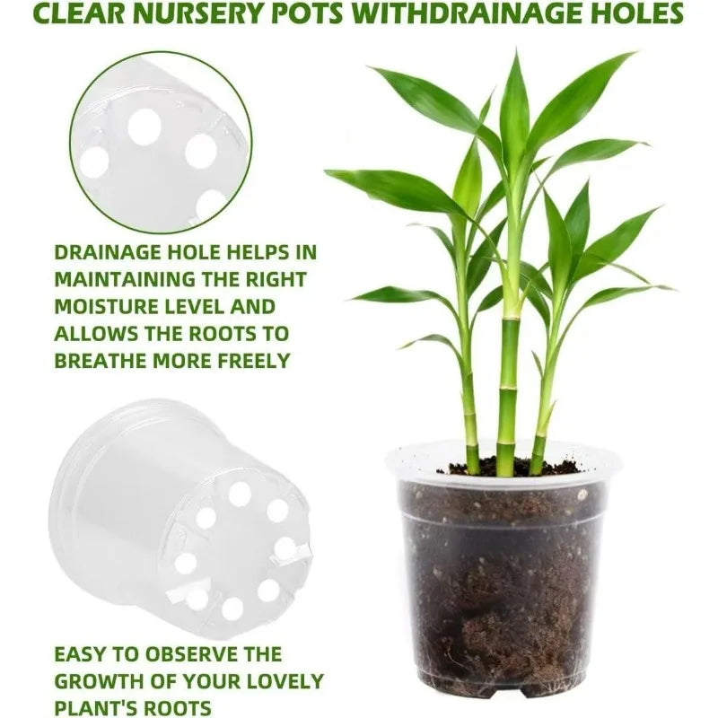 Clear nursery cup with drainage holes and a small plant growing in dark soil