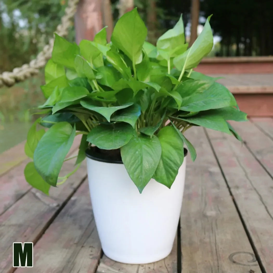 M white tabletop self-watering planter with green leafy plant