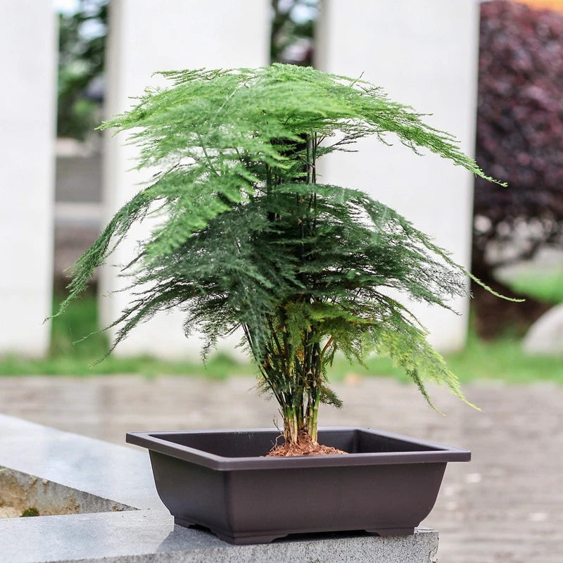 Garden Landscape Bonsai Tray Square Rectangular Flowerpot Succulent Plant Flowerpot Bonsai Pot Small Potted Gardening Supplies