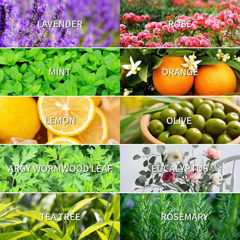 12 Flavors 10ml Essential Oils for Aroma Diffuser Air Humidifier Home Water-soluble Lavender Vanilla Orange Olive Fragrance Oil