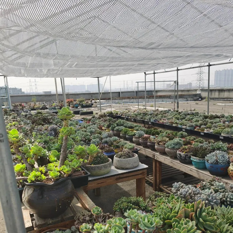 Aluminum foil sunshade net canopy spread over a greenhouse row of potted plants