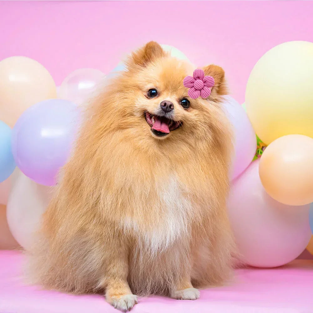 Cute Pomeranian dog wearing a pink flower hair bow with a rubber band for stylish grooming and pet hair styling.