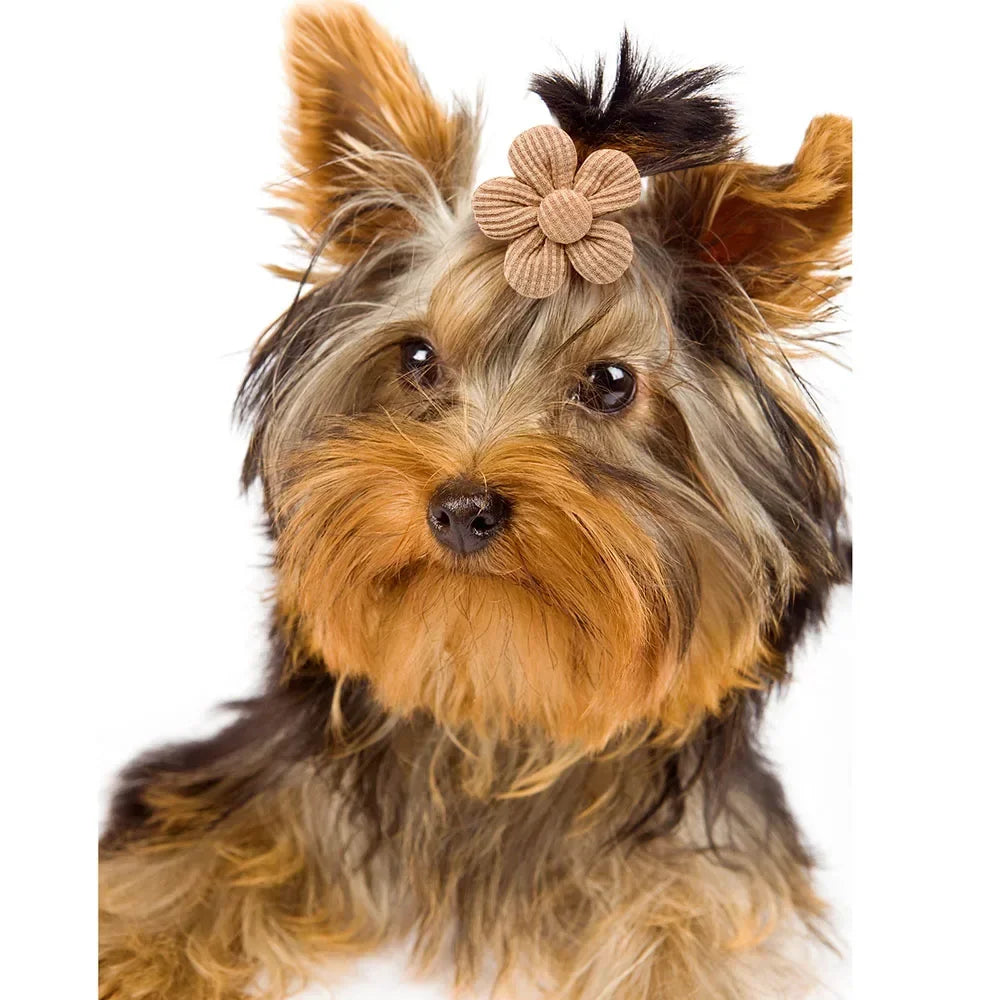 Cute Yorkshire Terrier wearing a beige corduroy flower hair bow with a rubber band for stylish pet grooming.