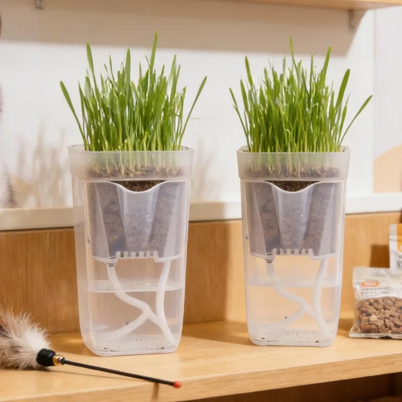 Transparent self-watering pots with seedling sprouts and wick reservoir for indoor growing