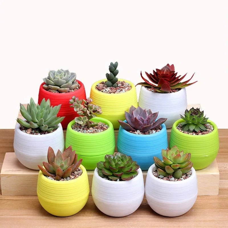 Set of colorful mini plastic succulent pots: green, yellow, blue, red, and white