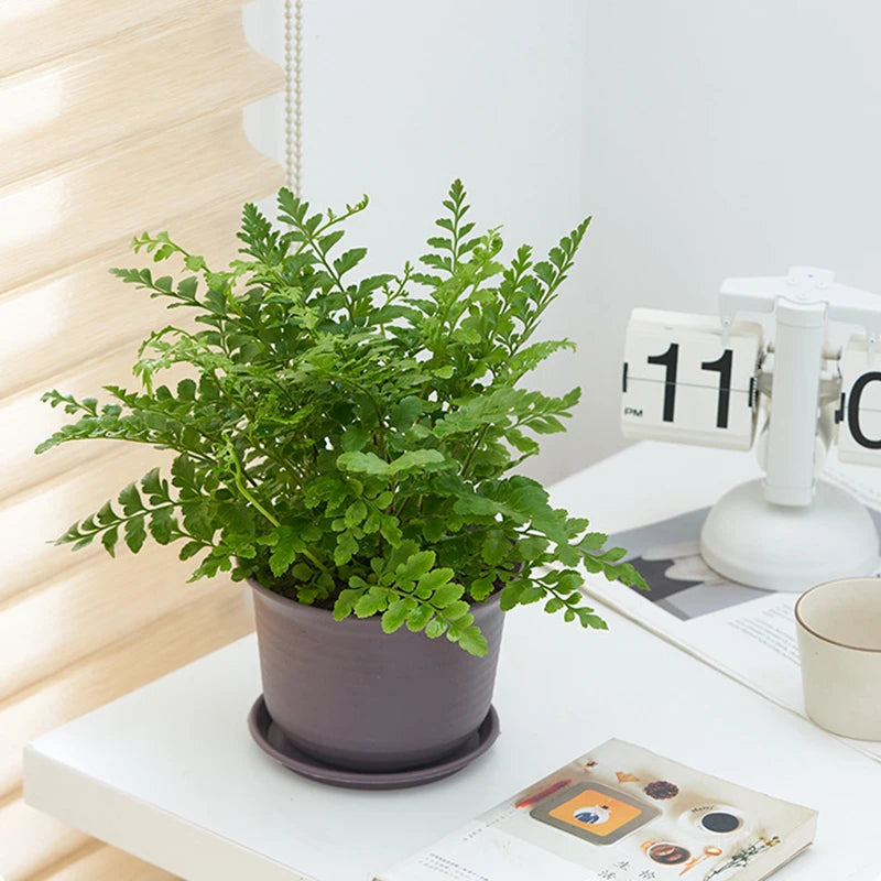 Dark gray plastic pot with green plant on a wooden ledge