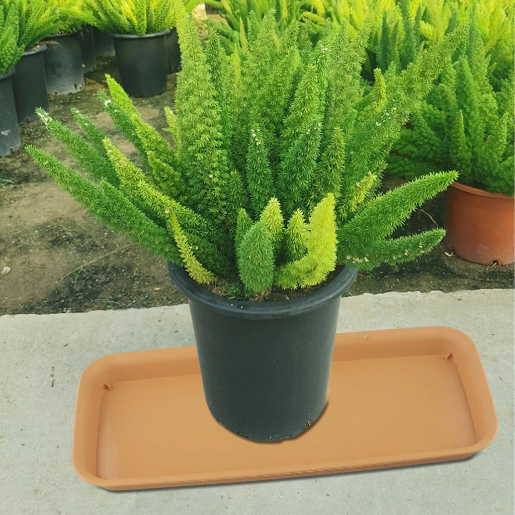 Rectangular beige plastic plant water tray beneath a potted plant
