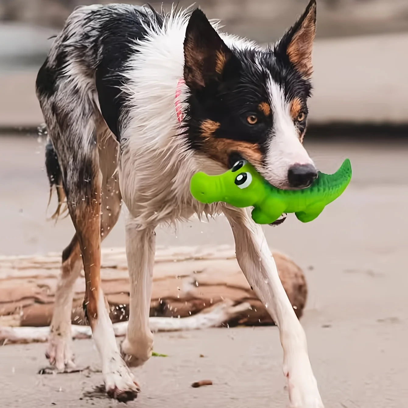 Dog playing with a durable green rubber crocodile squeaky toy for interactive outdoor fun.