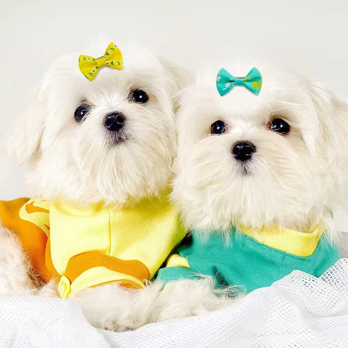 Two small white dogs wearing teal and yellow pet hair bow clips