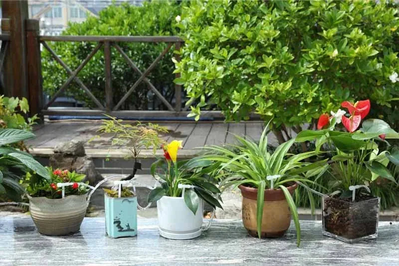 Outdoor drip irrigation watering set with multiple potted plants and clear tubing lines