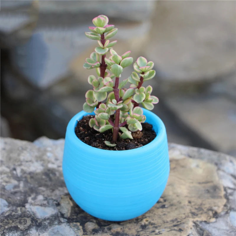 Blue mini plastic flower pot with a small pink-tipped succulent