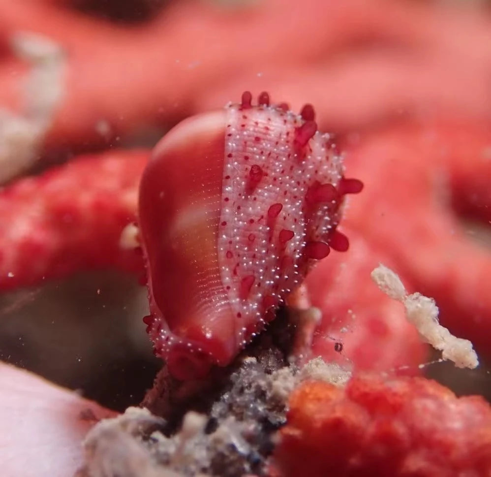 Small, glossy red egg cowrie shell with a textured, white, bumpy mantle crawling on vibrant red coral.