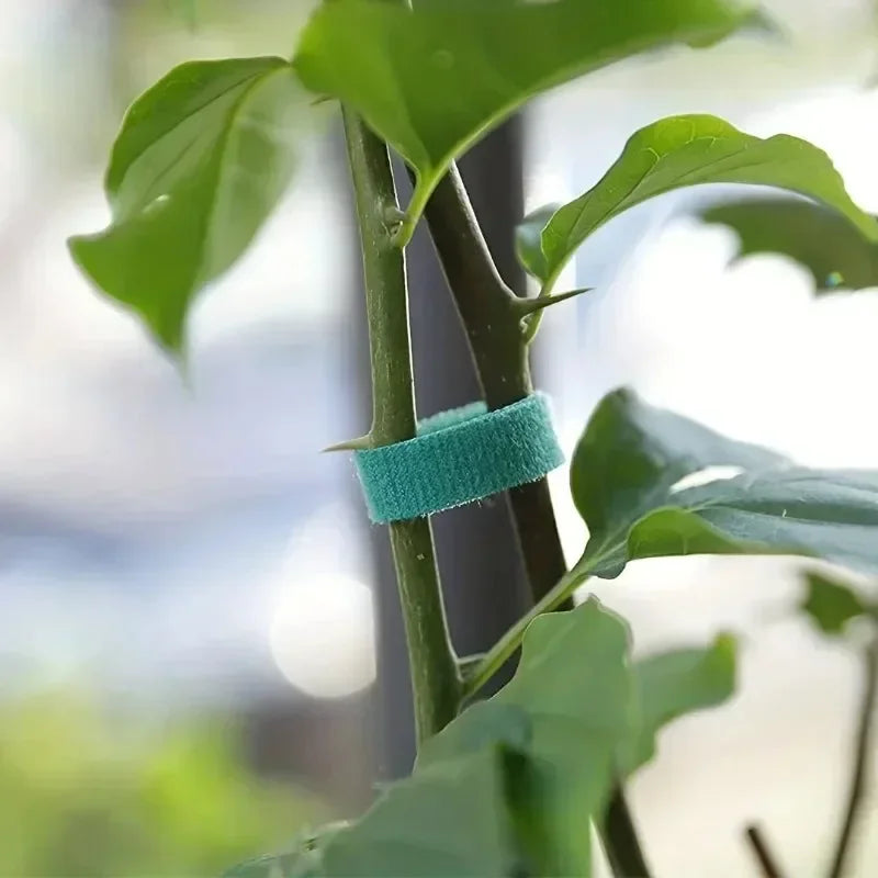 Green plant tie tape looped around a stem with surrounding leaves