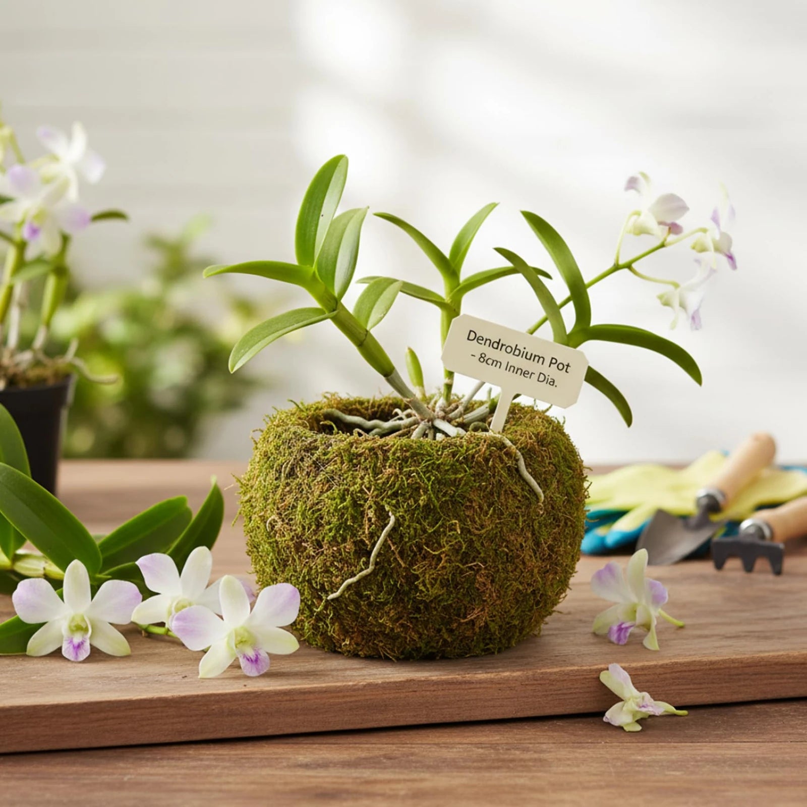 Handmade Moss Ball Planter Large 15cm Artificial Succulent Container Creative Home Gardening Desktop Bonsai Pot