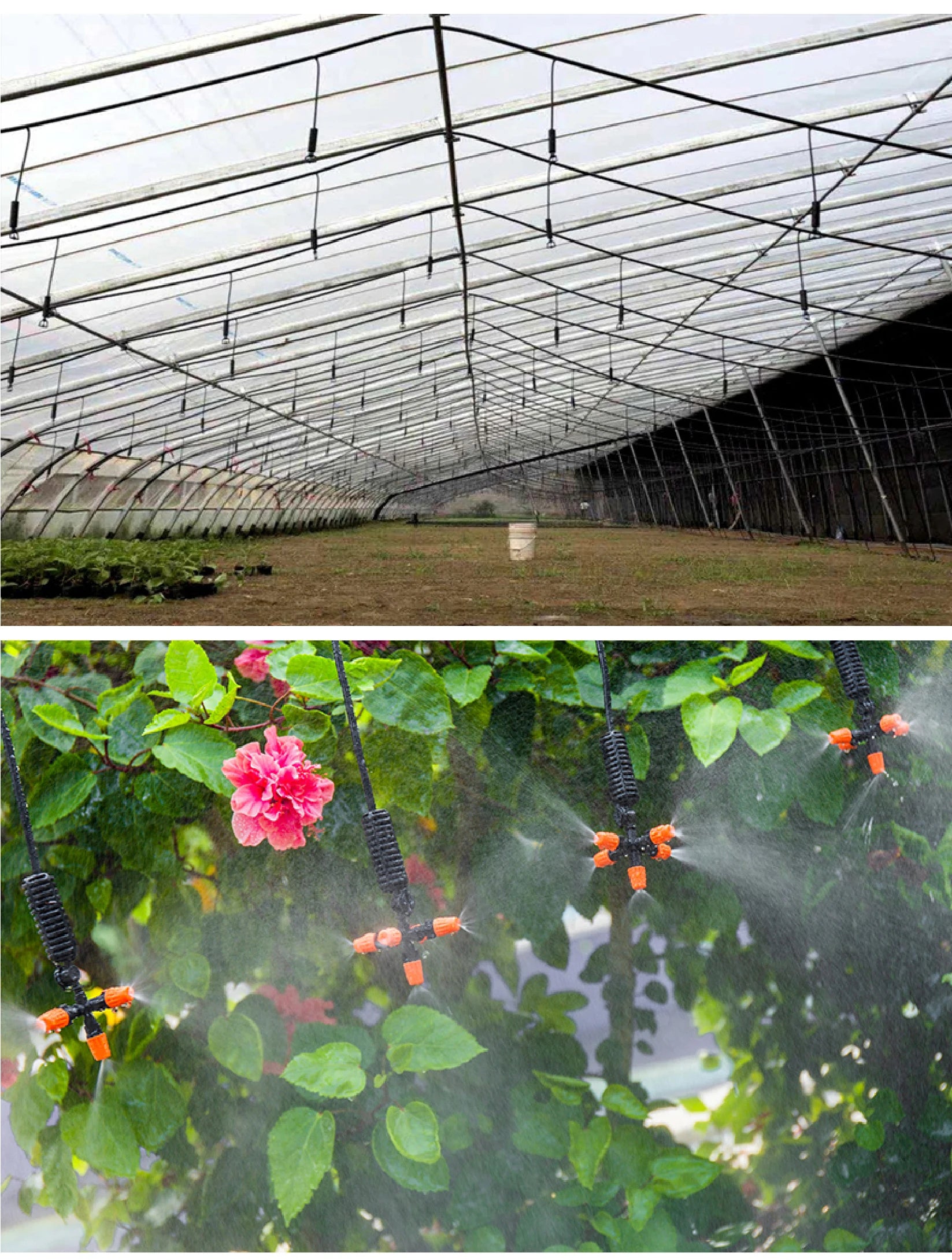 Greenhouse mist sprinkler nozzles hanging above plants, releasing fine fog