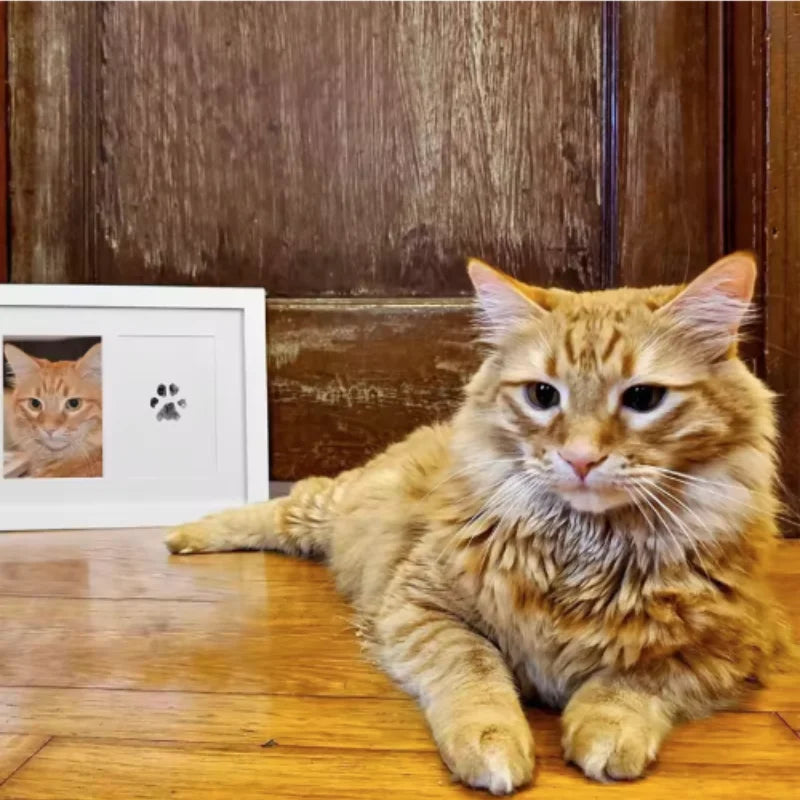 Ginger cat next to non-toxic, inkless pet paw print kit in white frame for lasting keepsake souvenir.