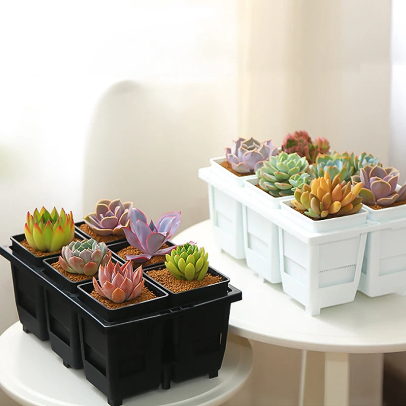Black and white succulent seedling trays with square pots holding small rosette plants