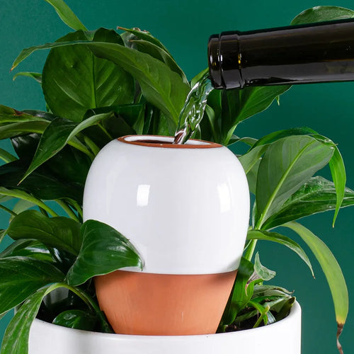 Ceramic self-watering plant spike with white dome, terracotta base, and cork insert (single)