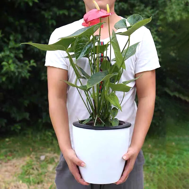 White self-watering flower pot with black rim, holding a green stem plant.