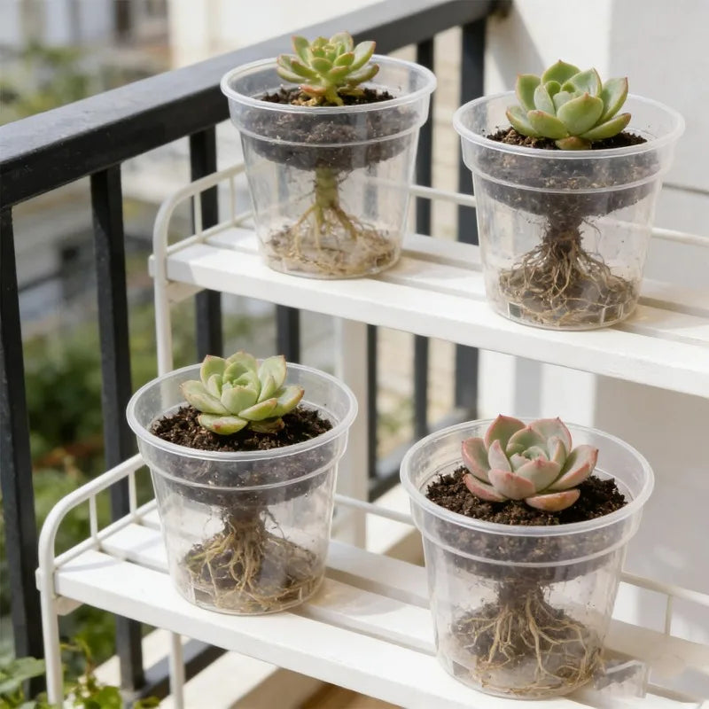 Clear nursery pots with planted succulents, see-through sides and drainage holes at bottom