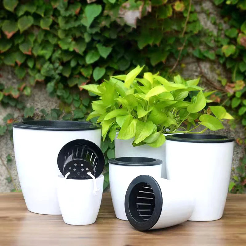 White self-watering flower pots with black inserts and bright green seedlings.