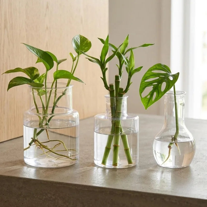 Hydroponic vase set with three clear vases holding leafy green plants and roots
