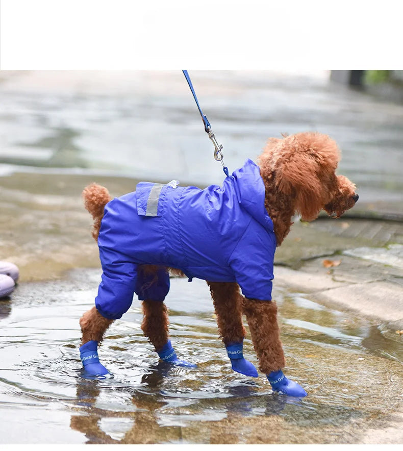 Brown poodle in a blue raincoat wearing waterproof, non-slip blue rain boots, walking safely in a puddle outdoors.