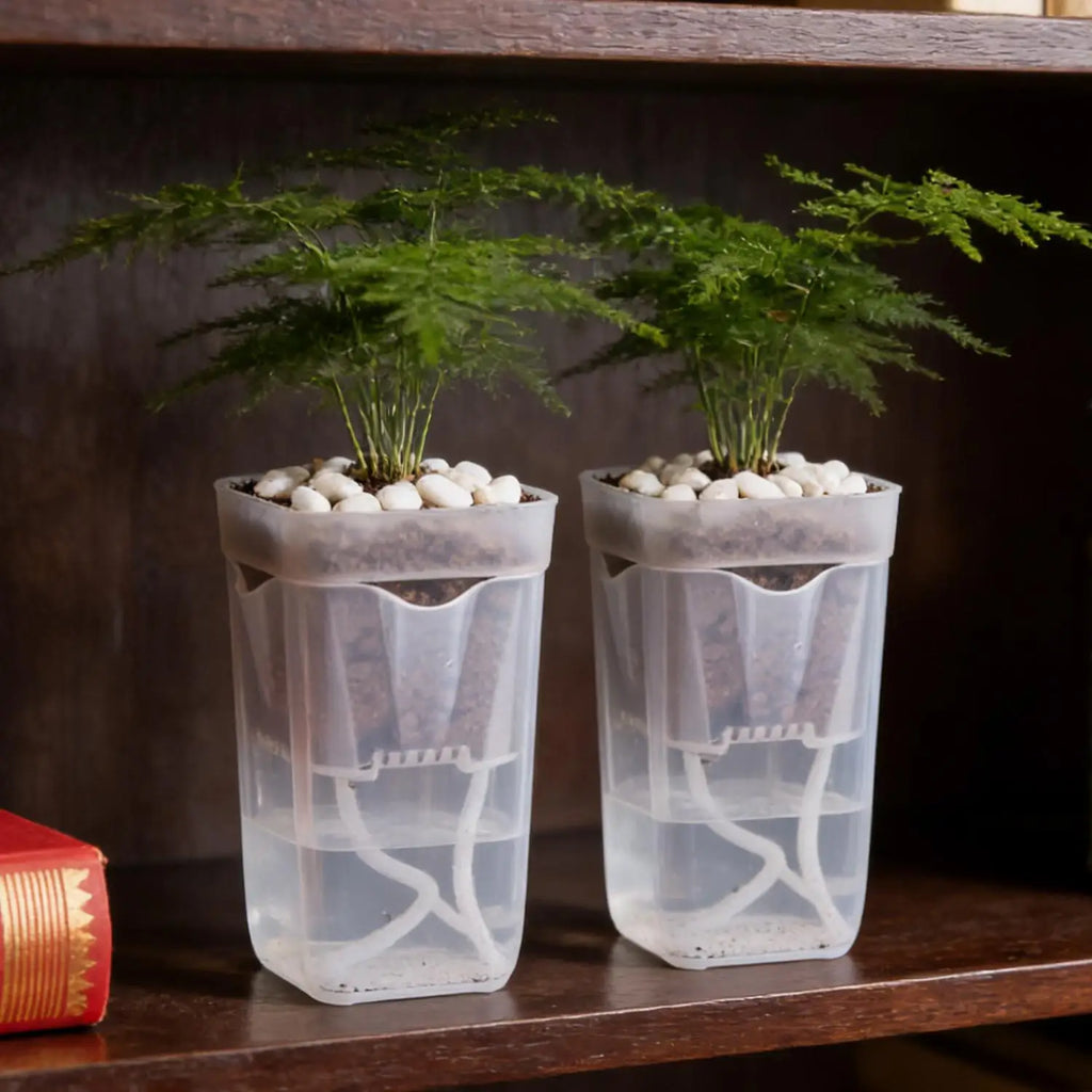 Set of clear double-layer self-watering planters with green sprouts and pebbles