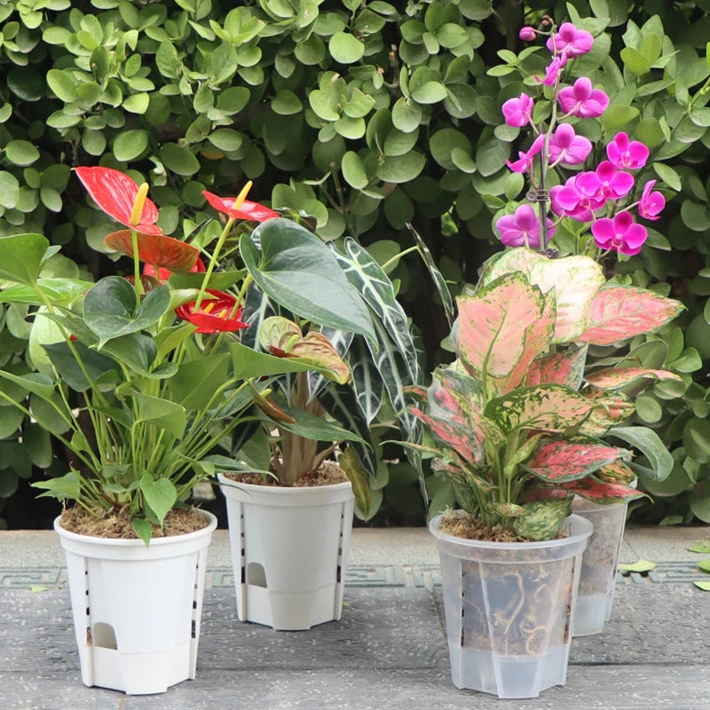 Double-layer self-watering orchid pot, transparent round plastic container with plants
