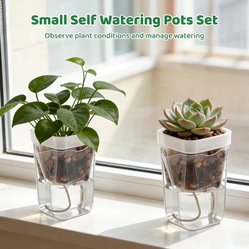 Small transparent self-watering pots holding a leafy plant and a succulent