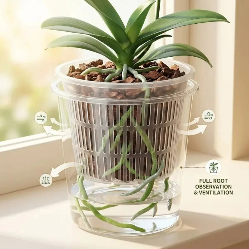 Clear self-watering orchid pot with detachable inner mesh basket and long green leaves