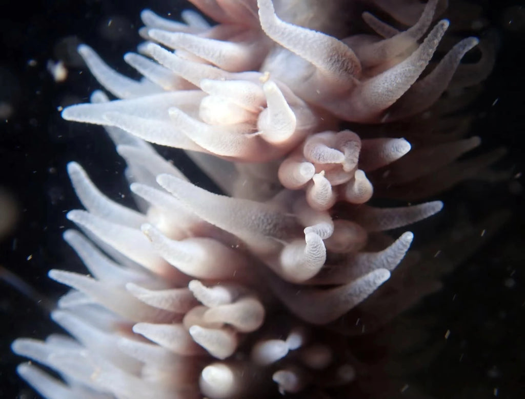 Macro view of a soft, pale pink sea anemone with numerous delicate, tubular tentacles against a dark background.