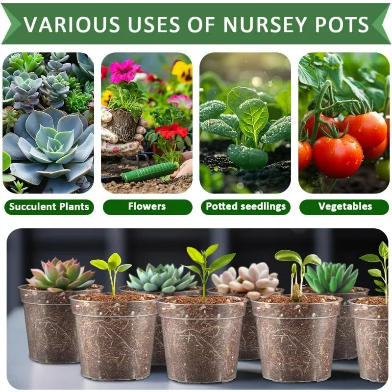 Row of dark transparent nursery pots for succulent and flower seedlings on a display