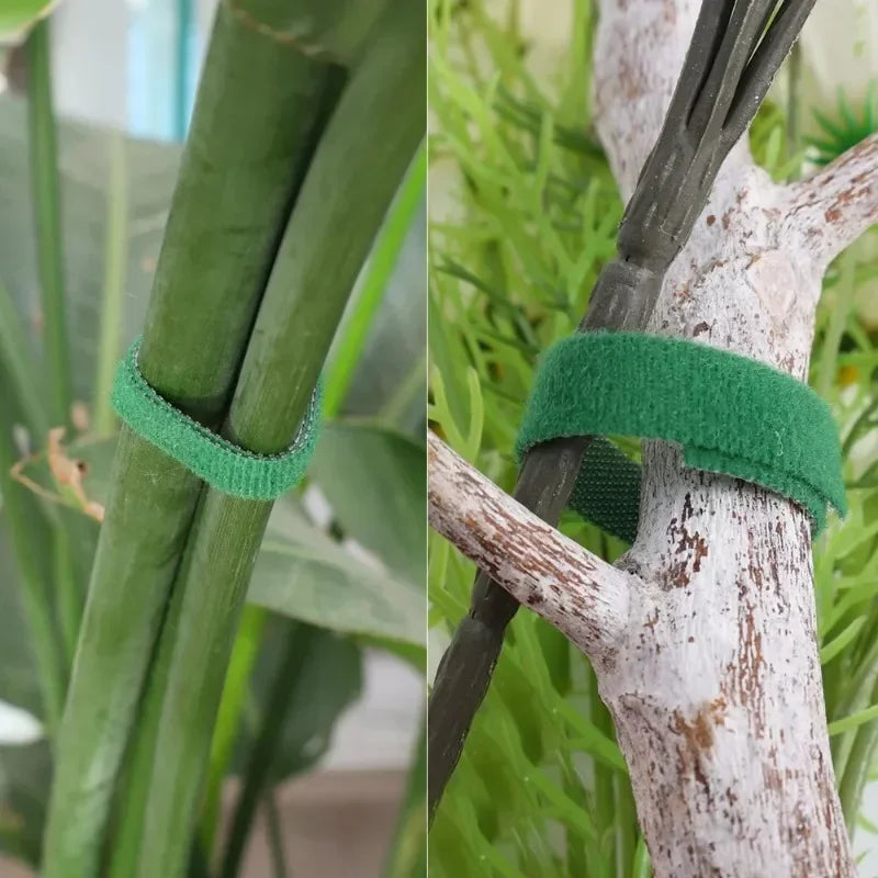 Green hook-and-loop plant tie wrapped around stems for adjustable support.