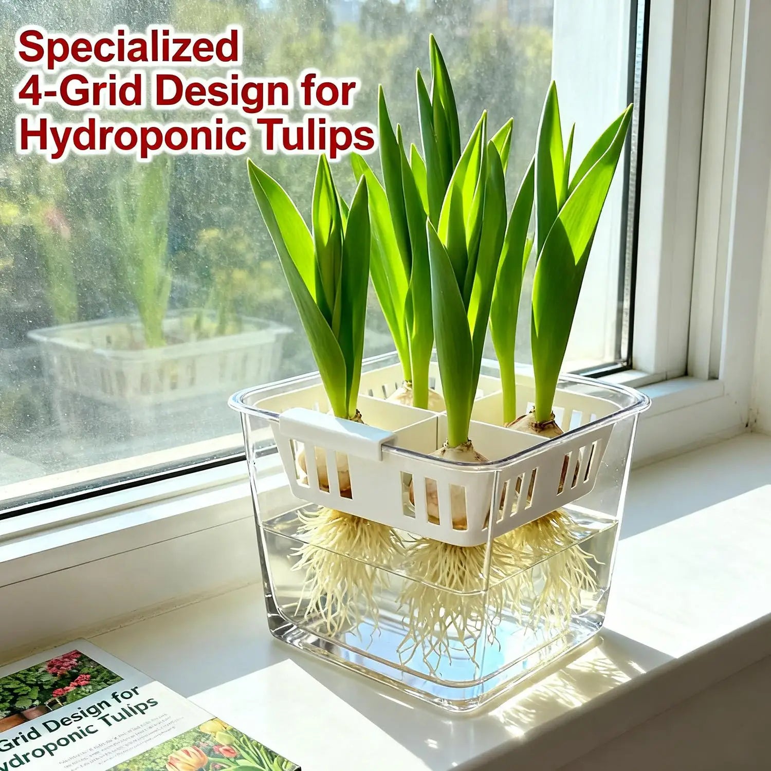 Clear acrylic hydroponic tulip planter with white grid insert on windowsill